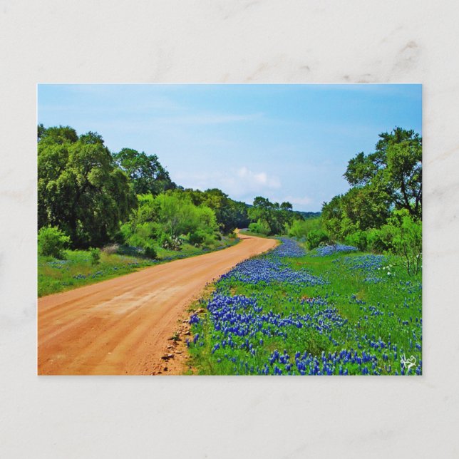 Carte Postale Bluebonnet Road, Willow City Loop, TX (Devant)