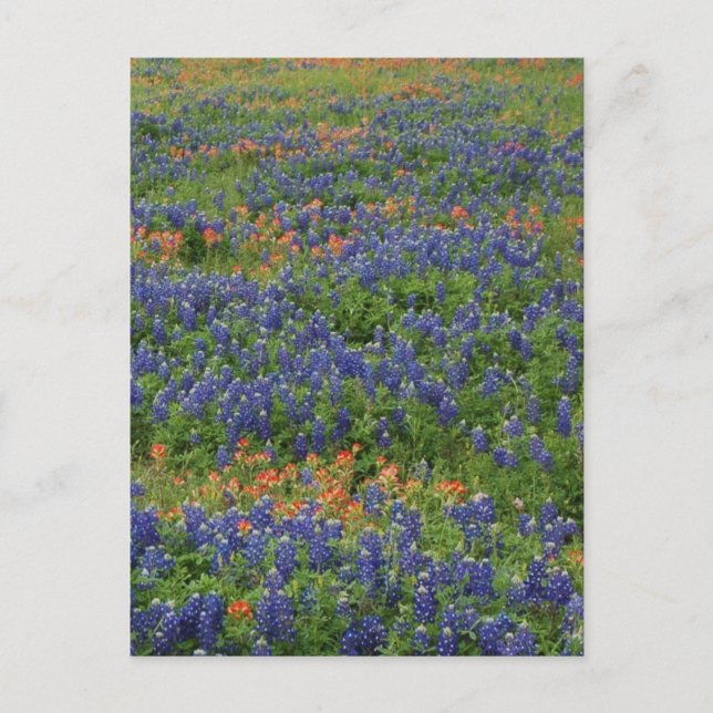 Carte Postale Bluebonnets (Devant)