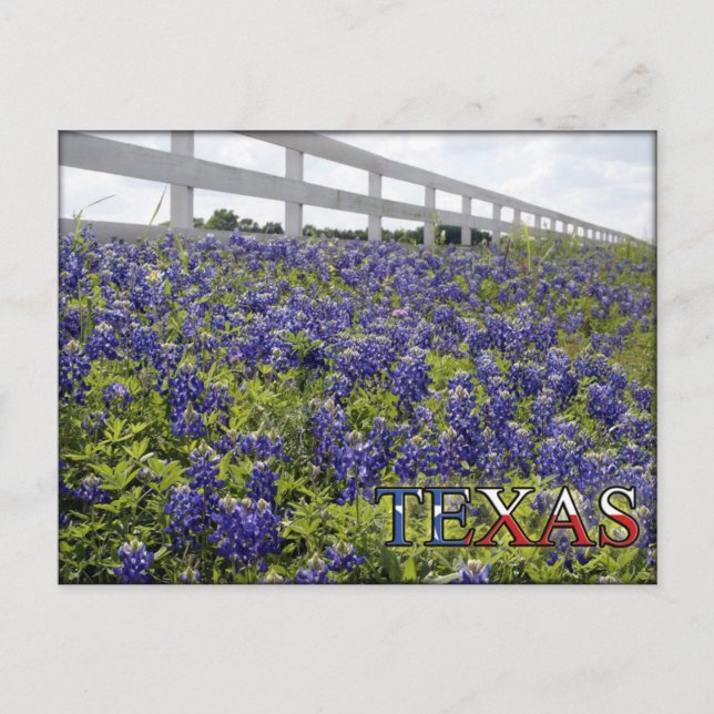 Carte Postale Bluebonnets du Texas (Devant)