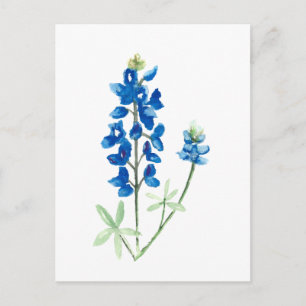 Carte Postale Bluebonnets du Texas
