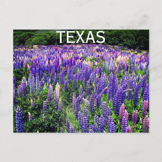 Carte Postale Bluebonnets Fleurs Bleues Texas Texan Floral (Devant)