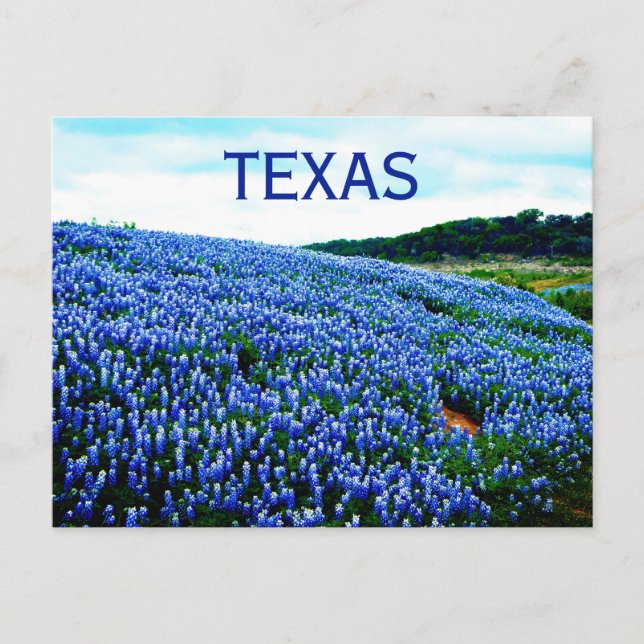 Carte Postale Bluebonnets Fleurs Bleues Texas Texan Floral (Devant)