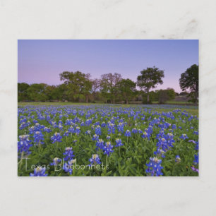 Carte Postale Bluebonnets texans en Bloom
