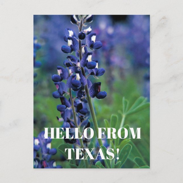 Carte Postale Bluebonnets Texas State Flower Blue Floral Lupine (Devant)