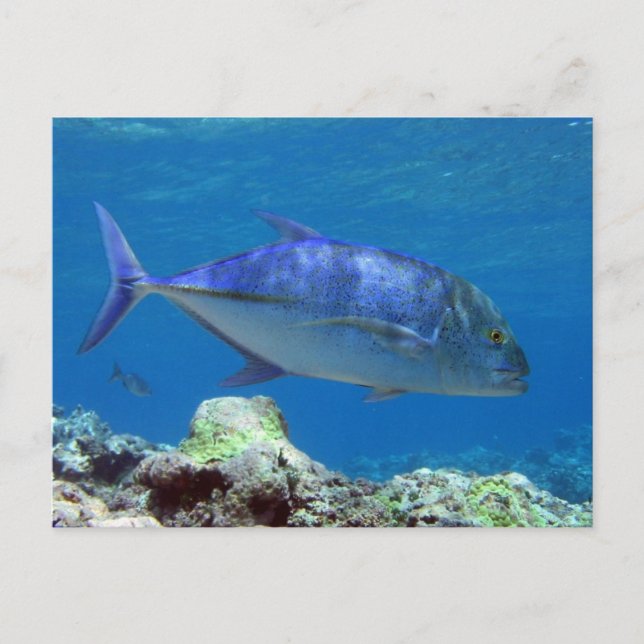 Carte Postale Bluefin Trevally (Devant)