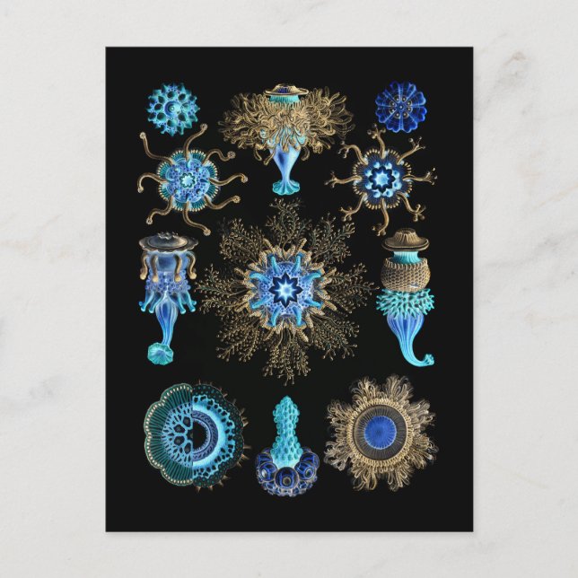 Carte Postale Bluegreen Siphonophorae (Devant)