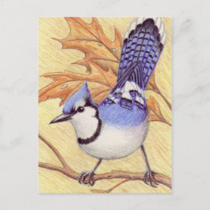 Carte postale Bluejay