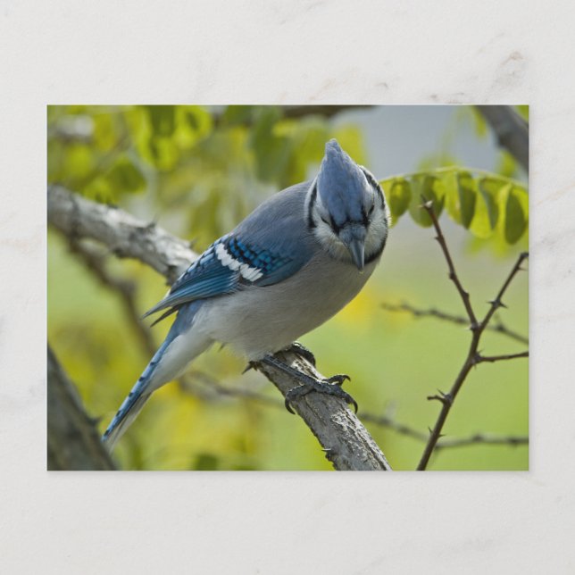 Carte postale Bluejay (Devant)