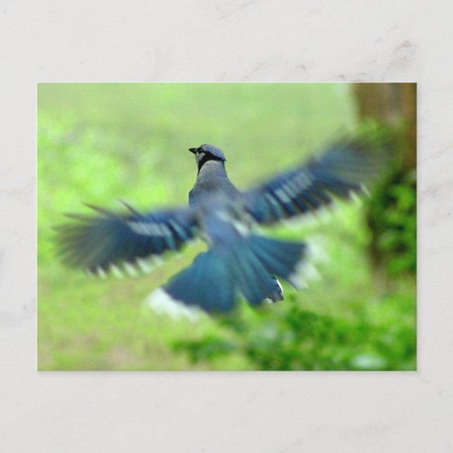 Carte postale Bluejay en vol (Devant)