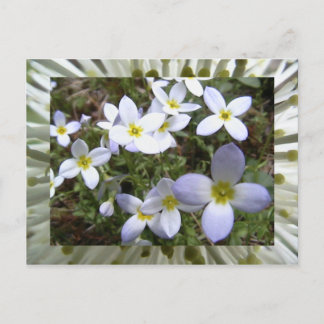 Carte Postale bluets