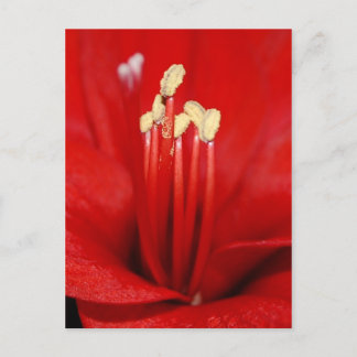 Carte Postale Blütenstaub