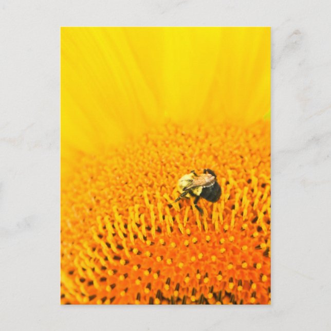 Carte Postale BNo2 : Numéro 2 (Devant)