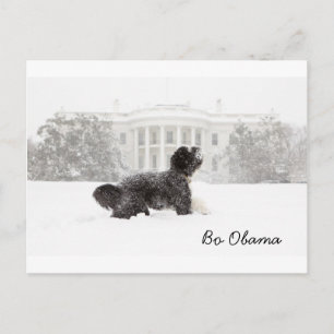 Carte Postale Bo Obama