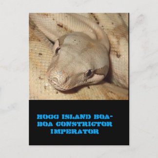 Carte Postale Boa de l'île de Hogg