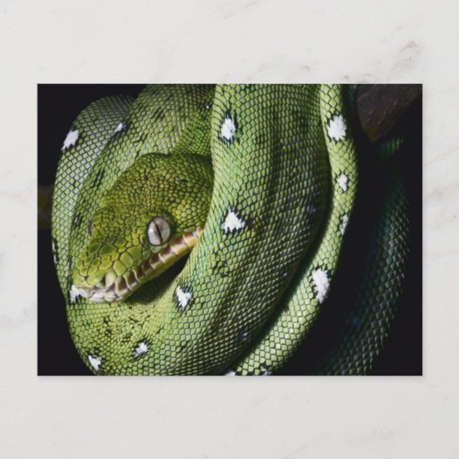 Carte Postale Boa émeraude de serpent vert en Bolivie (Devant)