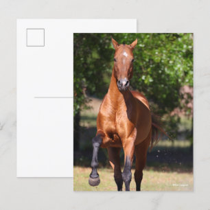 Carte Postale Bob Langrish   Akhal-Teké bai debout