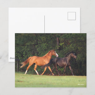 Carte Postale Bob Langrish   Allemand Riding Pony Et Oldenburg
