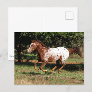 Carte Postale Bob Langrish Appaloosa Horse Running