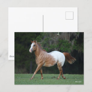 Carte Postale Bob Langrish Appaloosa Horse Running