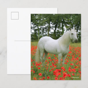 Carte Postale Bob Langrish   Arabe gris debout En Fleurs Rouges