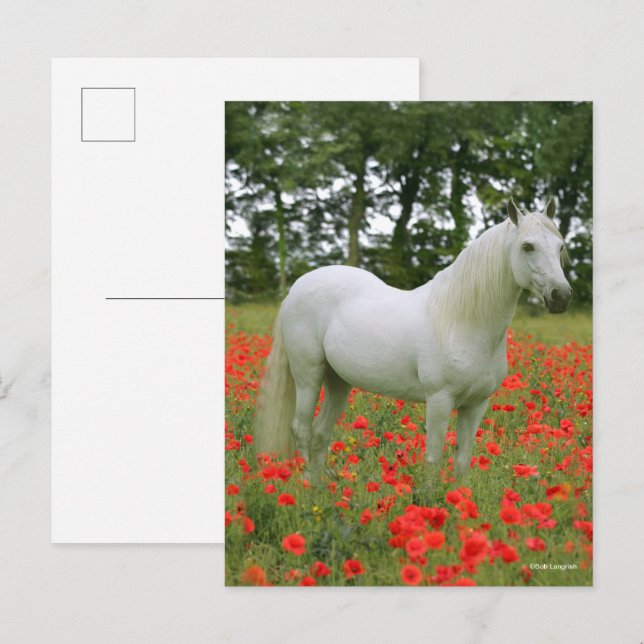 Carte Postale Bob Langrish | Arabe gris debout En Fleurs Rouges (Devant / Derrière)