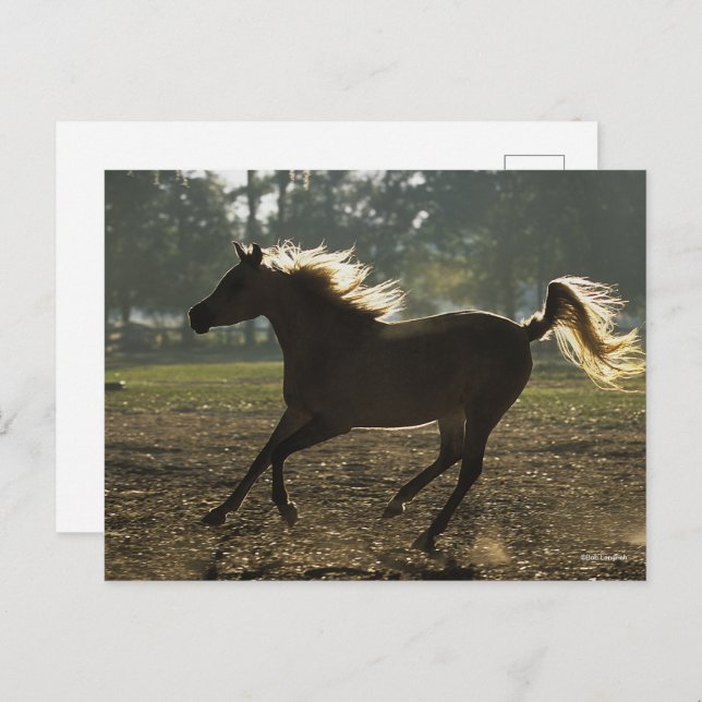 Carte Postale Bob Langrish | Arrière-lit en cours d'exécution (Devant / Derrière)