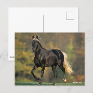 Carte Postale Bob Langrish   Automne Rocky Mountain Horse