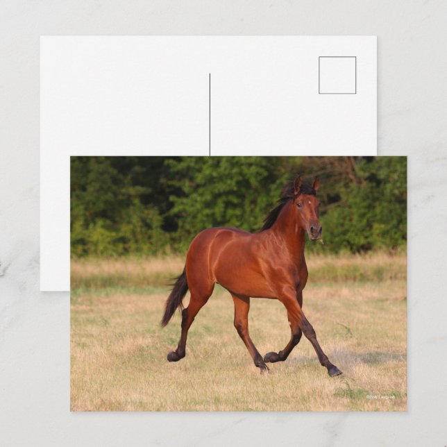 Carte Postale Bob Langrish | Baie Colt andalou En Champ (Devant / Derrière)
