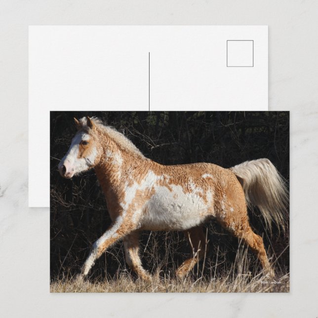 Carte Postale Bob Langrish Bashkir Curly Horse Stallion Marcher (Devant / Derrière)