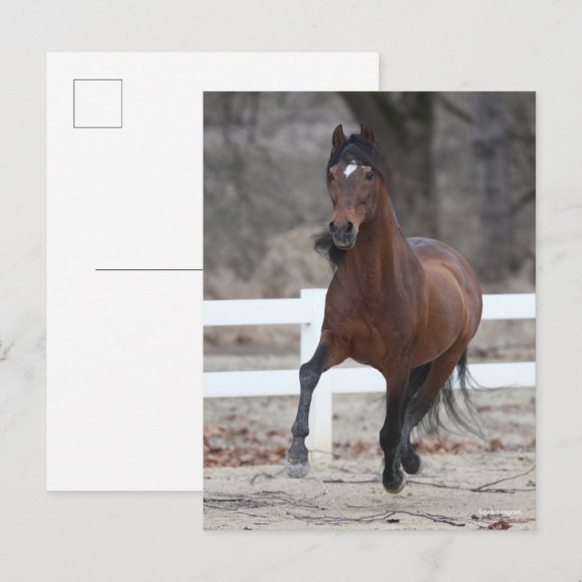 Carte Postale Bob Langrish | Bay Andalucian Stallion Running (Devant / Derrière)