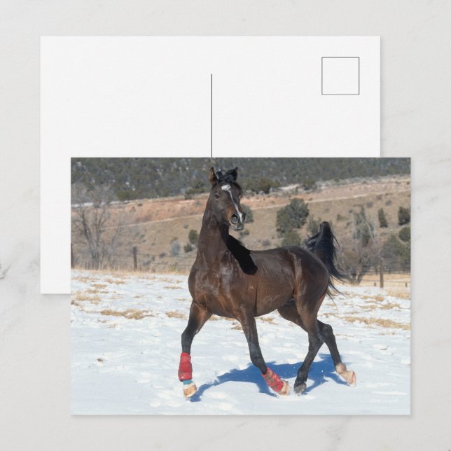 Carte Postale Bob Langrish | Bay Arab Horse Running In Snow (Devant / Derrière)