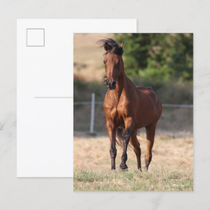 Carte Postale Bob Langrish   Bay Arab Standing Mane Blown