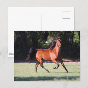 Carte Postale Bob Langrish Bay Tennessee Walker Running