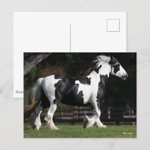 Carte Postale Bob Langrish Black and White Gypsy Vanner Walking