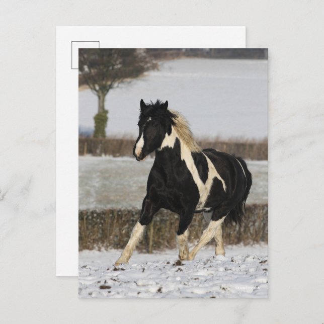 Carte Postale Bob Langrish Black and White Welsh Cob in the Snow (Devant / Derrière)