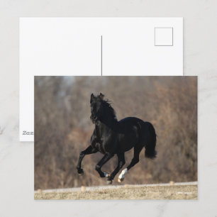 Carte Postale Bob Langrish   Black Andalucian Stallion Courir