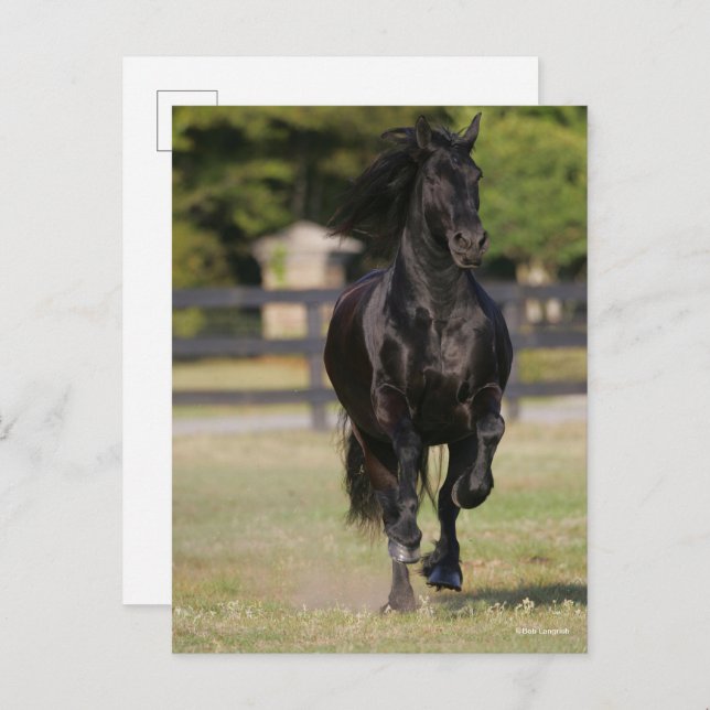 Carte Postale Bob Langrish | Black Friesian Mare Running (Devant / Derrière)