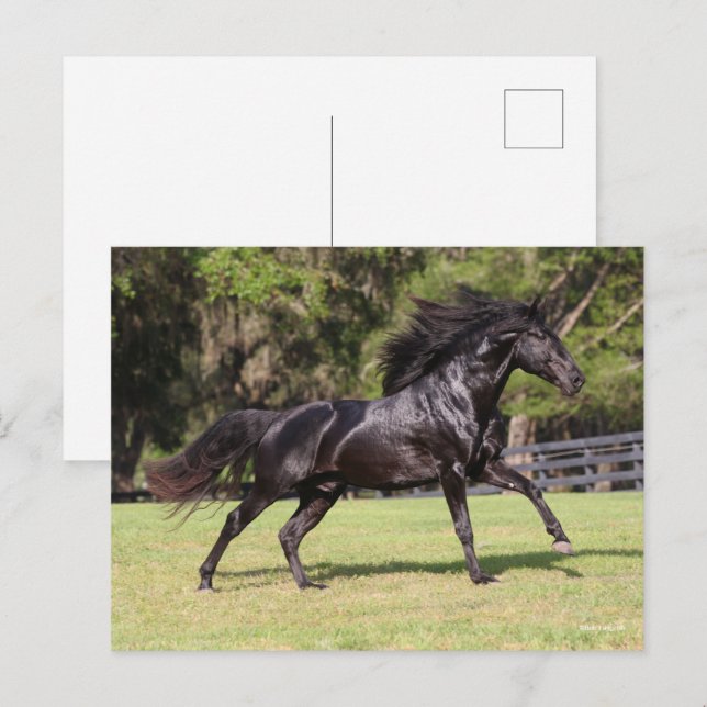 Carte Postale Bob Langrish | Black Lusitano Running (Devant / Derrière)