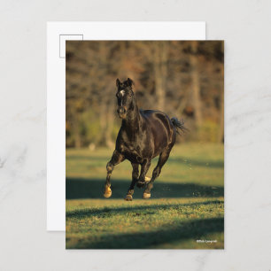 Carte Postale Bob Langrish Black Thoroughbred Running
