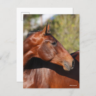 Carte Postale Bob Langrish   Capture d'écran de Bay Andalucian