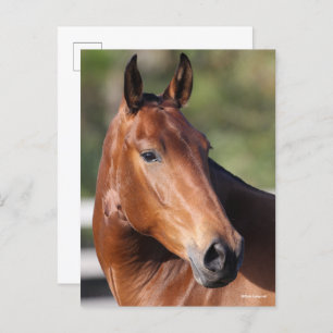 Carte Postale Bob Langrish   Capture d'écran de Bay Andalucian