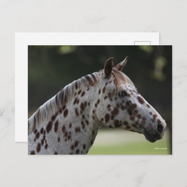 Carte Postale Bob Langrish | Capture d'écran de Spotty Appaloosa (Devant / Derrière)