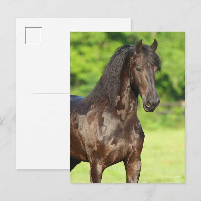 Carte Postale Bob Langrish | Capture d'écran du cheval friésien (Devant / Derrière)