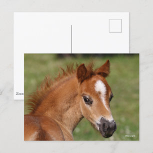 Carte Postale Bob Langrish   Capture d'écran du poulain gallois 