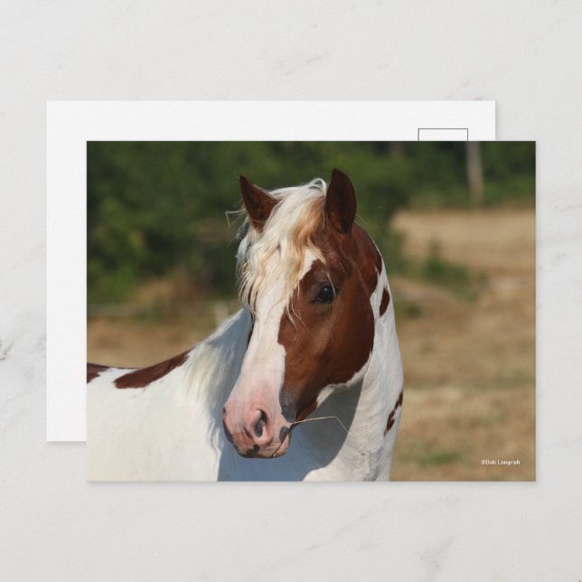 Carte Postale Bob Langrish | Capture d'écran du stallion Pinto H (Devant / Derrière)