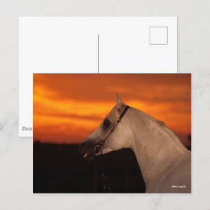 Carte Postale Bob Langrish   Capture d'écran en arabe gris au co