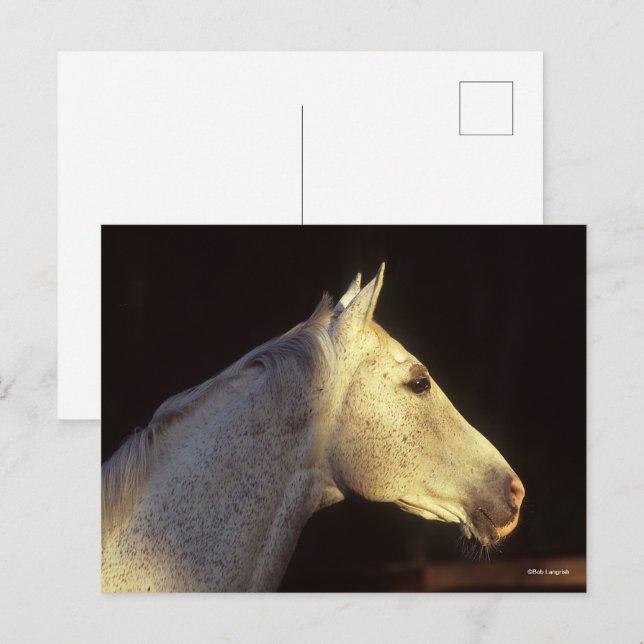Carte Postale Bob Langrish | Capture d'écran Gray Thoroughbred S (Devant / Derrière)
