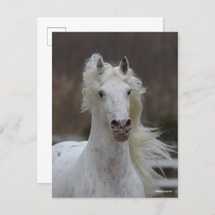 Carte Postale Bob Langrish   Capture d'écran Grey Friesian Appal