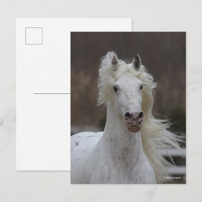 Carte Postale Bob Langrish | Capture d'écran Grey Friesian Appal (Devant / Derrière)