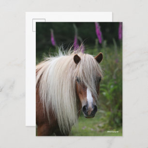 Carte Postale Bob Langrish   Capture d'écran Shetland Pony avec 